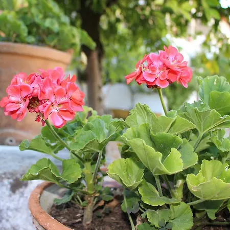 Quinta Do Valle Hotel Tomar