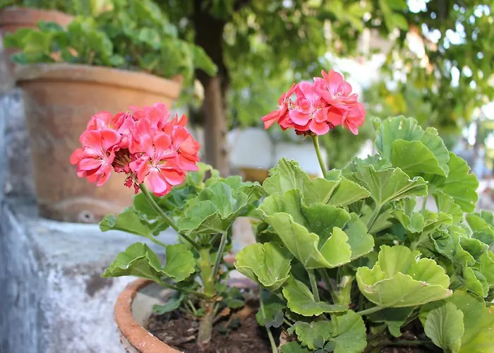 Quinta Do Valle Hotel Tomar